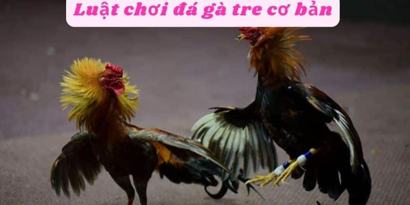 Luật chơi đá gà tre cơ bản