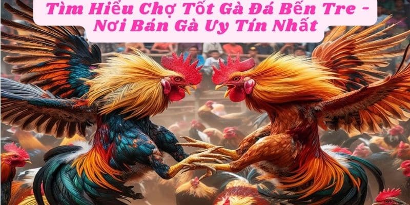  Tìm Hiểu Chợ Tốt Gà Đá Bến Tre - Nơi Bán Gà Uy Tín Nhất