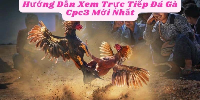 Hướng Dẫn Xem Trực Tiếp Đá Gà Cpc3 Mới Nhất