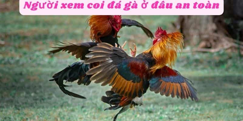 Người xem coi đá gà ở đâu an toàn