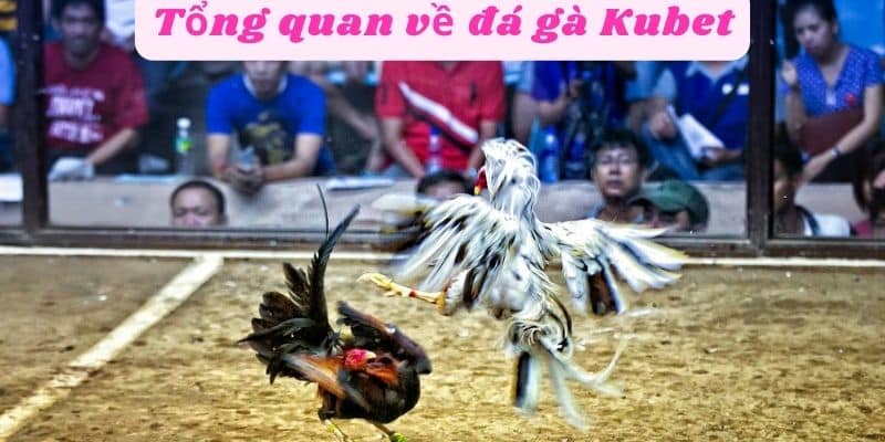 Tổng quan về đá gà Kubet