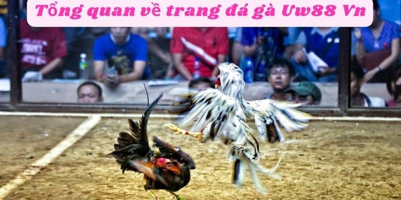 Tổng quan về trang đá gà Uw88 Vn