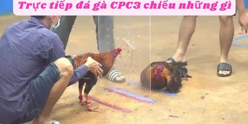 Trực tiếp đá gà Cpc3 chiếu những gì