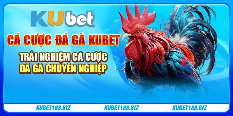 Cá cược đá gà Kubet