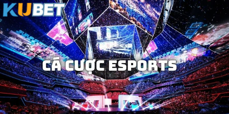 Có tìm hiểu và chủ động tra cứu thông tin esports